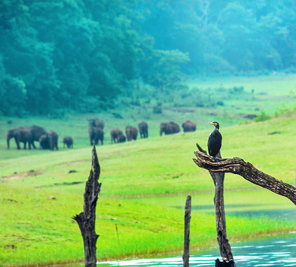 thekkady-gallery1-1653713167