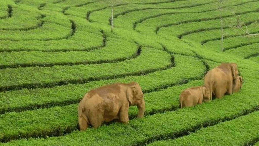 munnar-tea-gardens-elephants-1528523708-1200x675-cropped